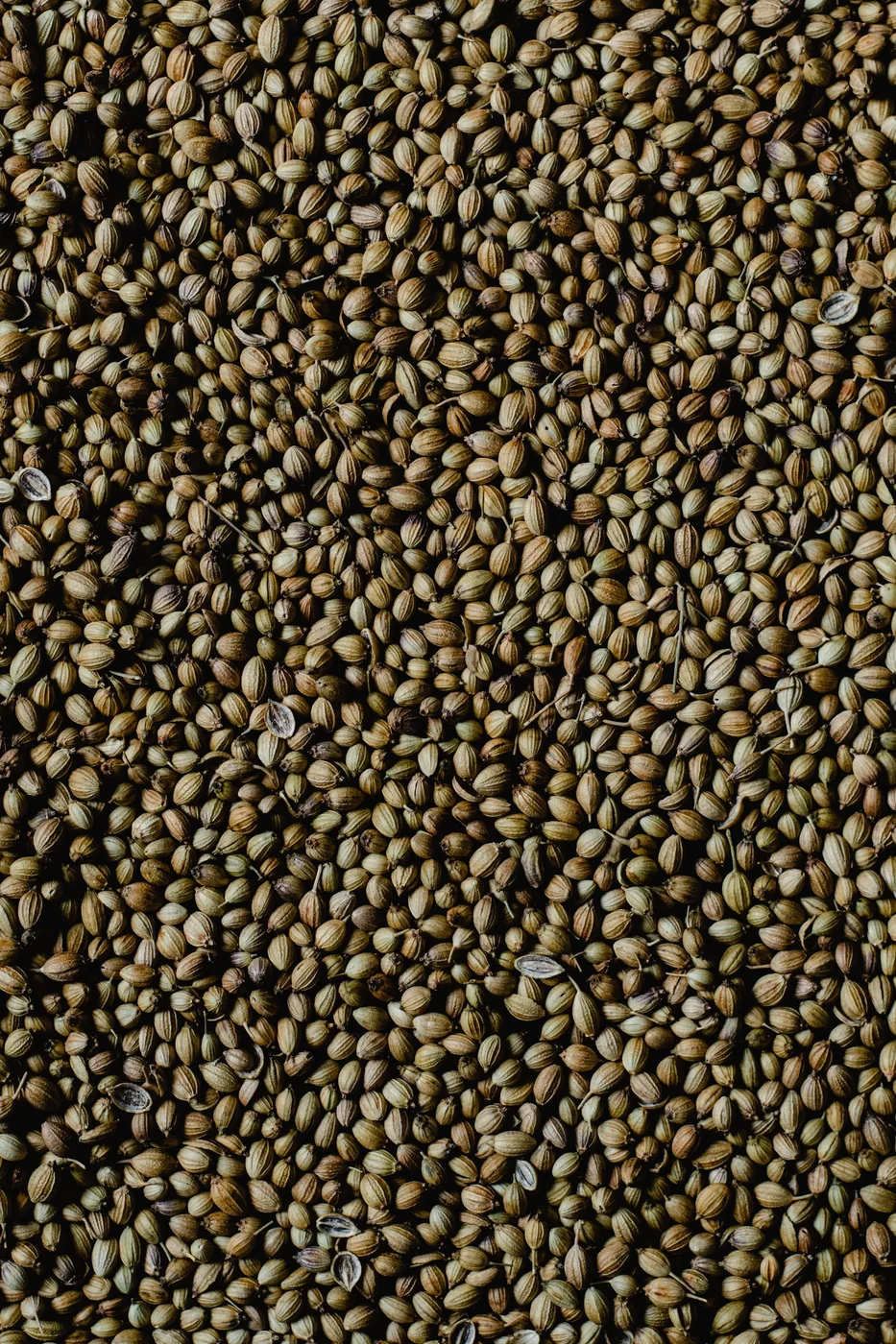 Coriander Seed